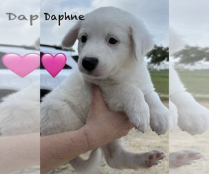 Daphne (D Pups) - Female Great Pyrenees-Unknown Mix Dog for Adoption - Photo #2
