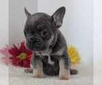 Small #6 French Bulldog