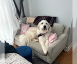 Small #3 Great Pyrenees Mix