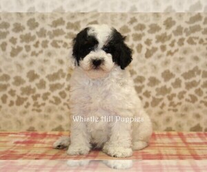 Miniature Bernedoodle Puppy for sale in DENVER, PA, USA