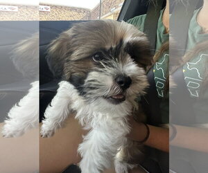 Shih Tzu Dogs for adoption in McKinney, TX, USA