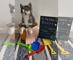 Small #3 Pomsky-Shiba Inu Mix