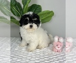 Small Photo #2 Bernedoodle (Miniature) Puppy For Sale in FRANKLIN, IN, USA
