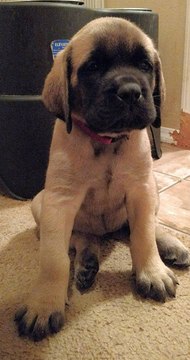 Medium Photo #1 Mastiff Puppy For Sale in OREGON HOUSE, CA, USA