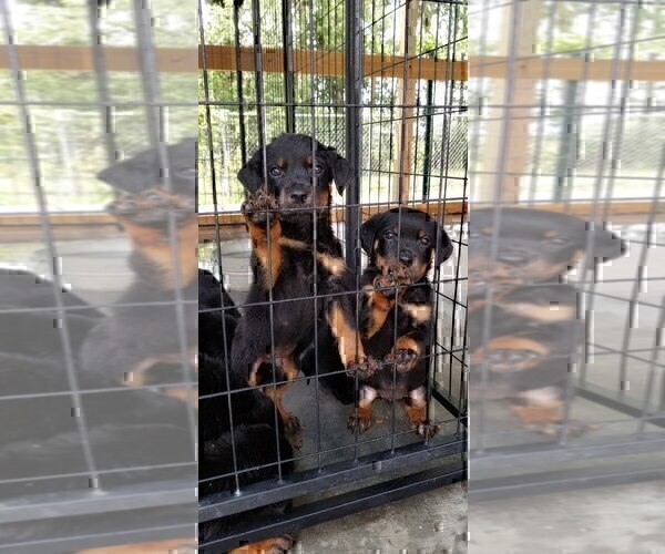 Medium Photo #15 Rottweiler Puppy For Sale in RIEGELWOOD, NC, USA
