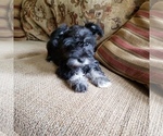 Small Photo #5 Schnauzer (Miniature) Puppy For Sale in TENAHA, TX, USA