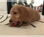 Small Photo #6 Goldendoodle Puppy For Sale in FORT MYERS, FL, USA