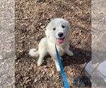 Small #7 Great Pyrenees