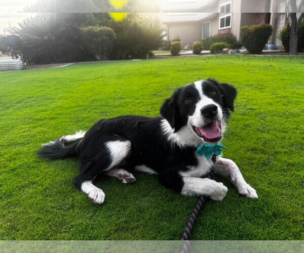 Medium Photo #2 Border Collie-Unknown Mix Puppy For Sale in Paso Robles, CA, USA