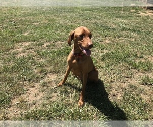 Mother of the Vizsla puppies born on 06/04/2019