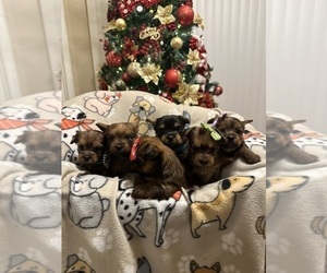 Yorkshire Terrier Litter for sale in ORLANDO, FL, USA