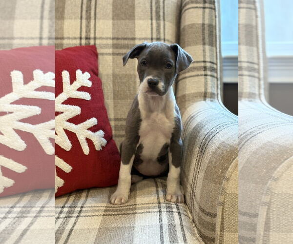 Medium Photo #2 American Bulldog-Labrador Retriever Mix Puppy For Sale in Tarrytown, GA, USA