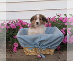 Puppy Puppy 2 Shetland Sheepdog