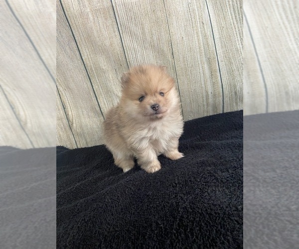 Medium Photo #3 Pomeranian Puppy For Sale in SIOUX FALLS, SD, USA