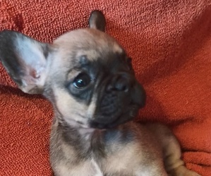 Medium French Bulldog