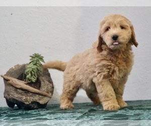 Medium Goldendoodle-Poodle (Miniature) Mix