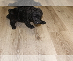 Small Photo #5 Poodle (Standard) Puppy For Sale in MONROEVILLE, PA, USA