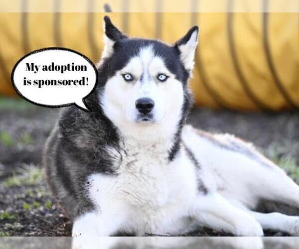 Medium Photo #4 Siberian Husky Puppy For Sale in Santa Cruz, CA, USA