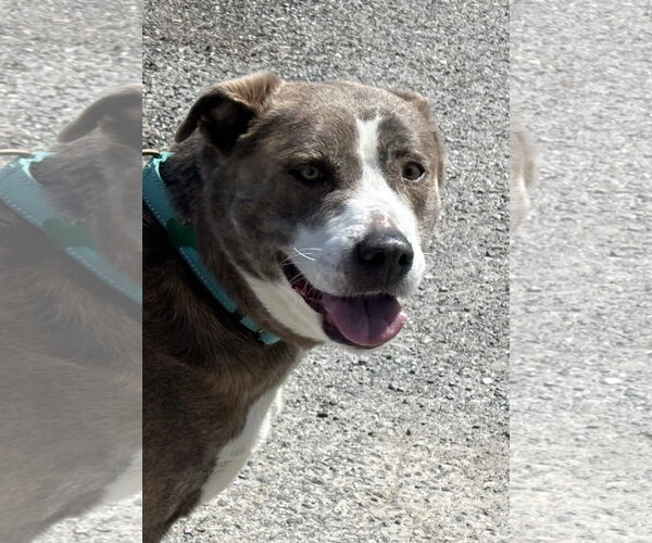 Medium Photo #3 Mutt Puppy For Sale in Rustburg, VA, USA