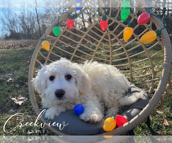 Medium Photo #14 Havachon Puppy For Sale in NIANGUA, MO, USA