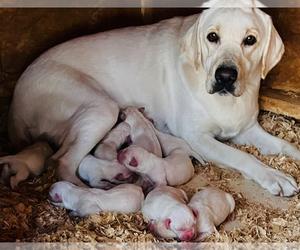 Mother of the Labrador Retriever puppies born on 10/25/2023