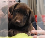 Small Photo #21 Labrador Retriever Puppy For Sale in POCAHONTAS, IL, USA