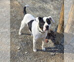 Small #2 Mutt