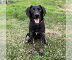 German Shepherd Dog Dogs for adoption in Modesto, CA, USA