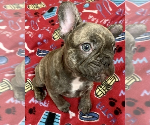 Medium Photo #3 French Bulldog Puppy For Sale in PEORIA, AZ, USA
