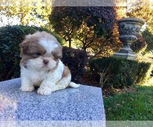 Shih Tzu Puppy for sale in HAYWARD, CA, USA