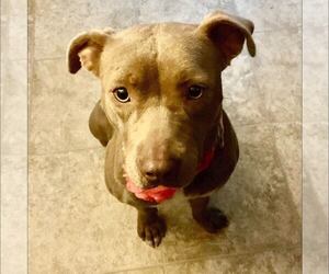 American Staffordshire Terrier-Unknown Mix Dogs for adoption in New Oxford , PA, USA