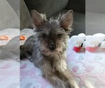 Small #5 Mutt
