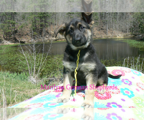 Medium Photo #2 German Shepherd Dog Puppy For Sale in PIEDMONT, MO, USA