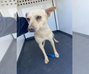 Chihuahua-Unknown Mix Dogs for adoption in Bakersfield, CA, USA