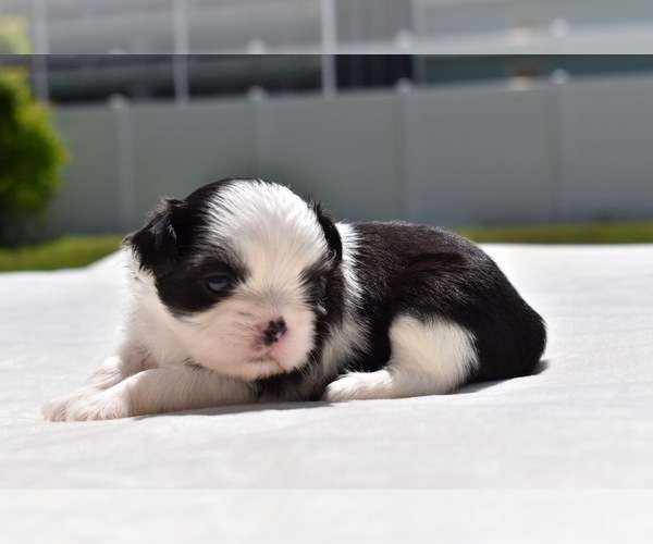 Medium Photo #5 Shih Tzu Puppy For Sale in PALM COAST, FL, USA