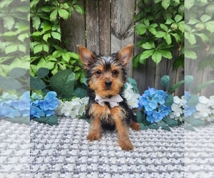 Yorkshire Terrier Puppy for sale in INDIANAPOLIS, IN, USA