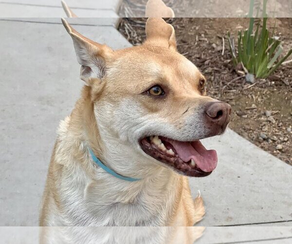 Medium Photo #8 Mutt Puppy For Sale in Oceanside, CA, USA