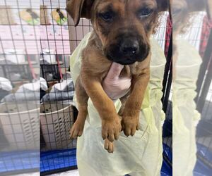 American Pit Bull Terrier-Black Mouth Cur Mix Dogs for adoption in Calgary, Alberta, Canada