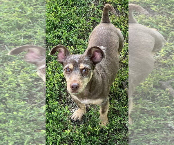 Medium Photo #4 - Mix Puppy For Sale in Landenberg, PA, USA