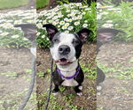 Small #4 American Pit Bull Terrier-Labrador Retriever Mix