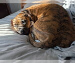Small #3 Boxer Mix