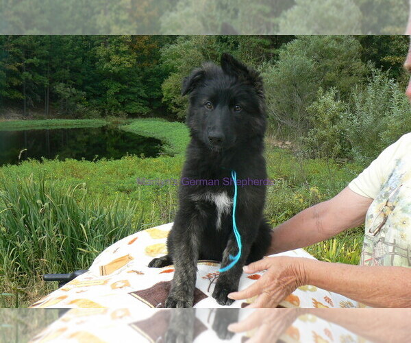 Medium Photo #3 German Shepherd Dog Puppy For Sale in PIEDMONT, MO, USA