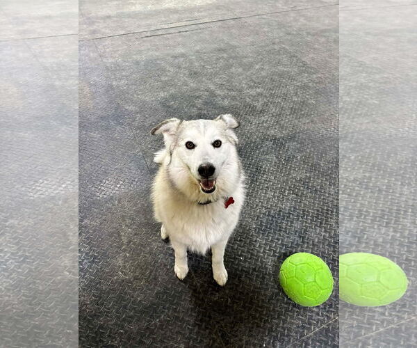 Medium Photo #14 Siberian Husky-Unknown Mix Puppy For Sale in Grafton, WI, USA