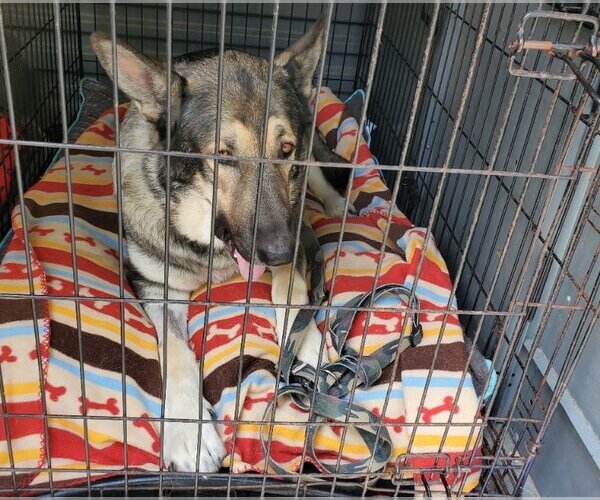 Medium Photo #3 German Shepherd Dog Puppy For Sale in Winston Salem, NC, USA