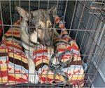 Small Photo #3 German Shepherd Dog Puppy For Sale in Winston Salem, NC, USA