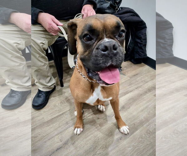 Medium Photo #1 Boxer Puppy For Sale in Dumont, NJ, USA