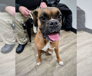 Boxer Dogs for adoption in Dumont, NJ, USA