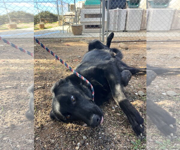 Medium Photo #5 Labrador Retriever-Unknown Mix Puppy For Sale in San Diego, CA, USA