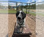 Small Border Collie Mix