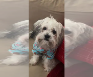 Shih-Poo Puppy for sale in TEMECULA, CA, USA